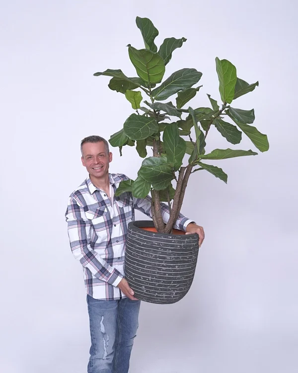 Businessfotografie in Zug: Portrait im Studio mit einer grossen Topfpflanze im Arm